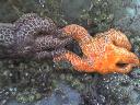 China Beach starfish